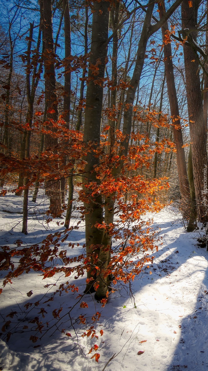 Drzewa w zaśnieżonym lesie