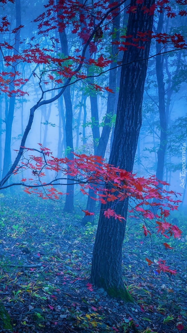 Drzewo z czerwonymi liśćmi w lesie