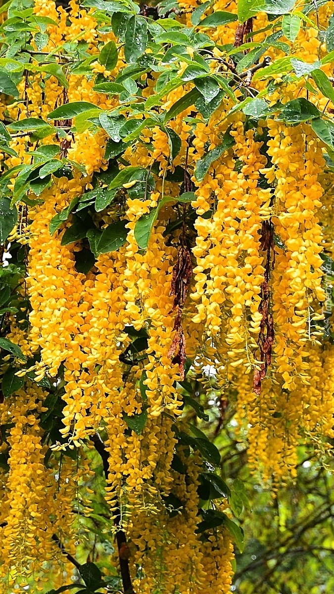 Drzewo złotokapu z żółtymi kwiatami