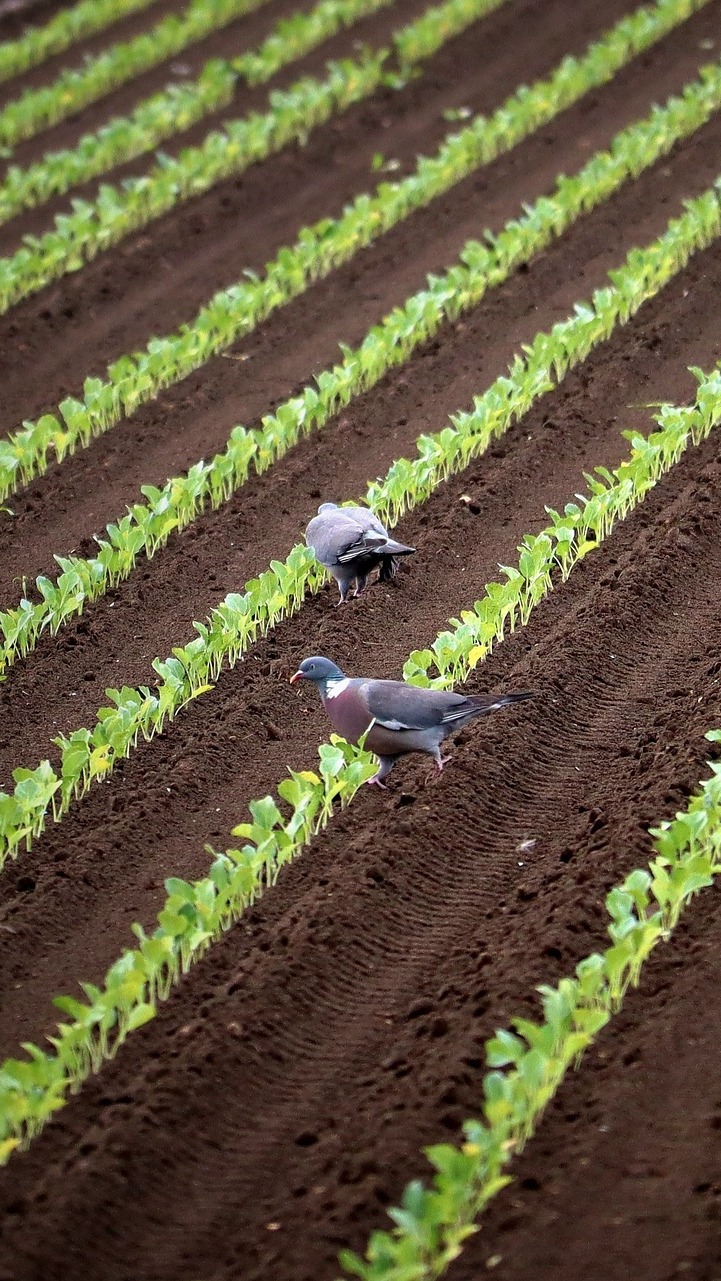 Dwa gołębie wśród sadzonek na polu