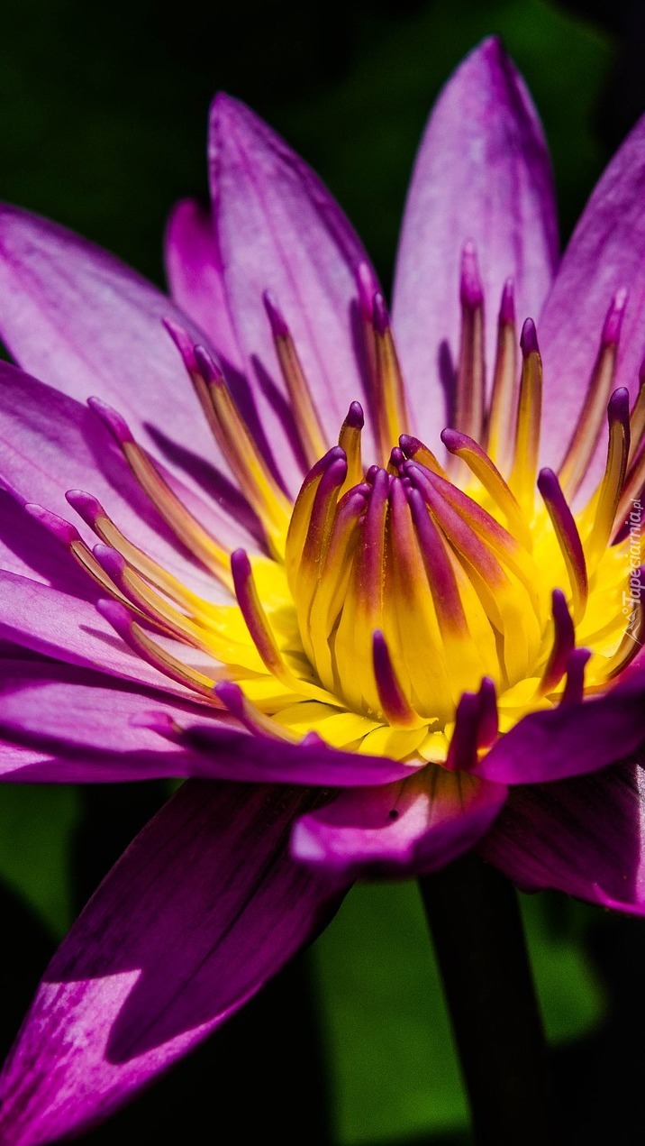 Fioletowo-żółta lilia wodna
