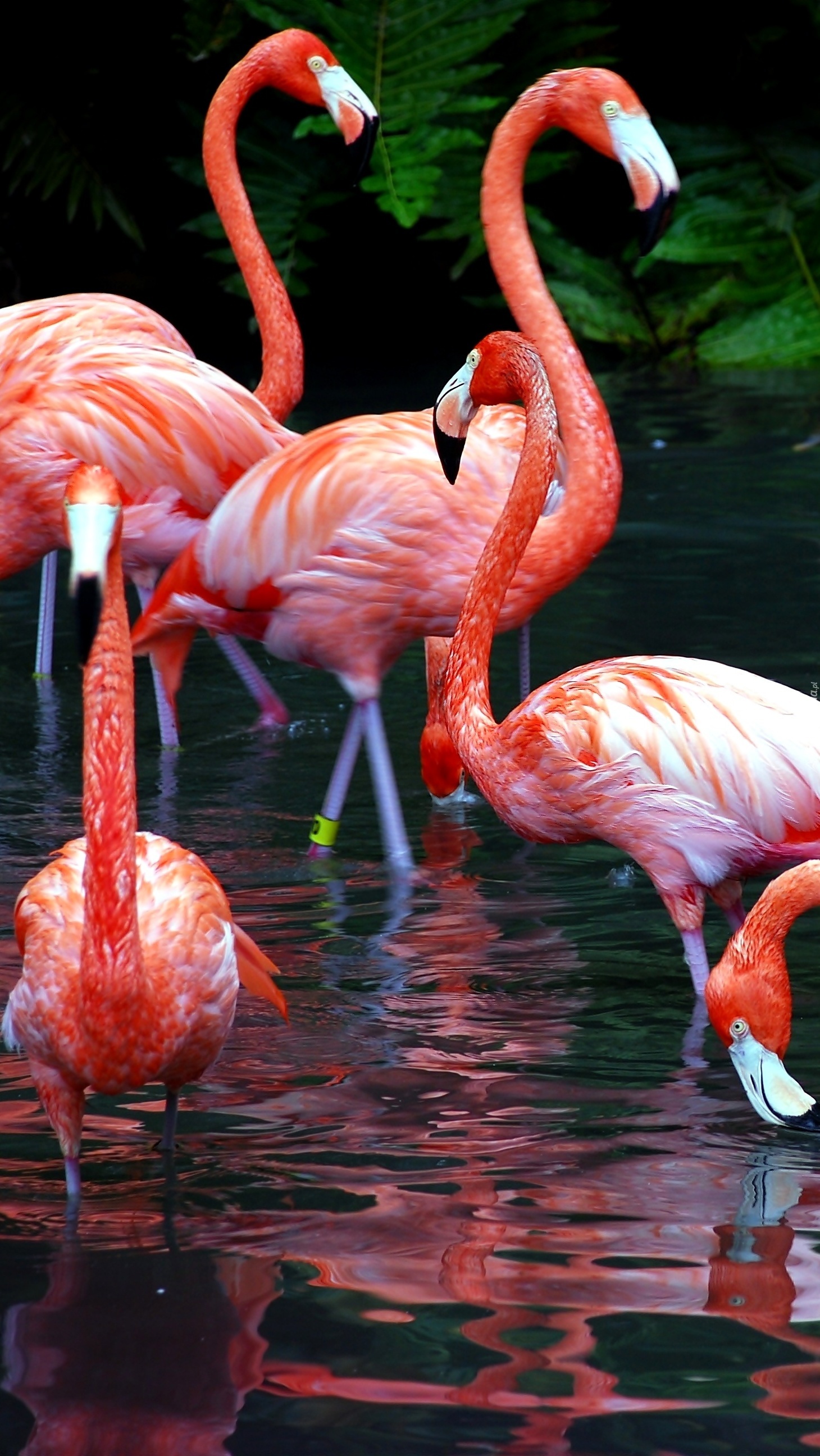 Flamingi żerujące w stawie