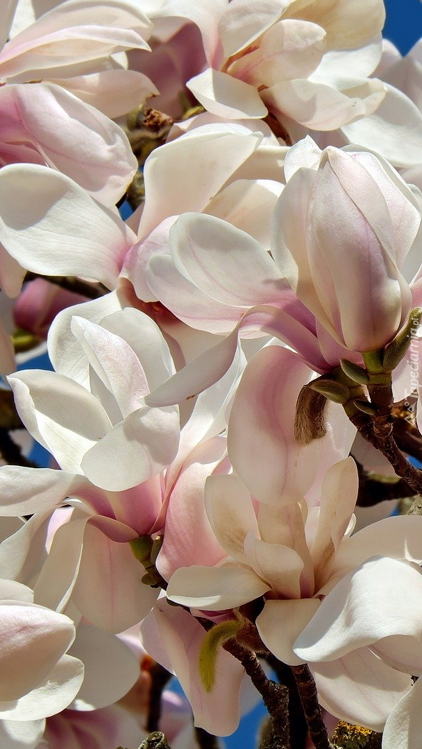 Gałązka kwitnącej magnolii