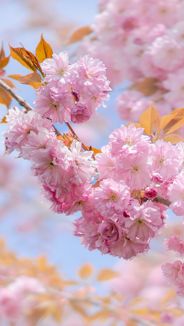 Gałązki wiśni japońskiej w rozkwicie