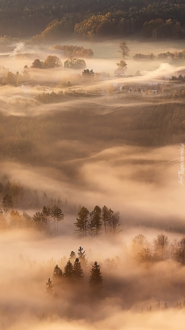 Gęsta mgła nad lasami
