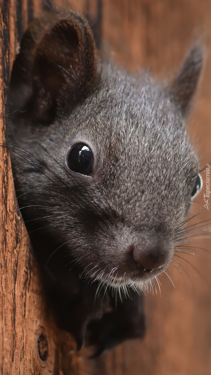 Głowa wiewiórki