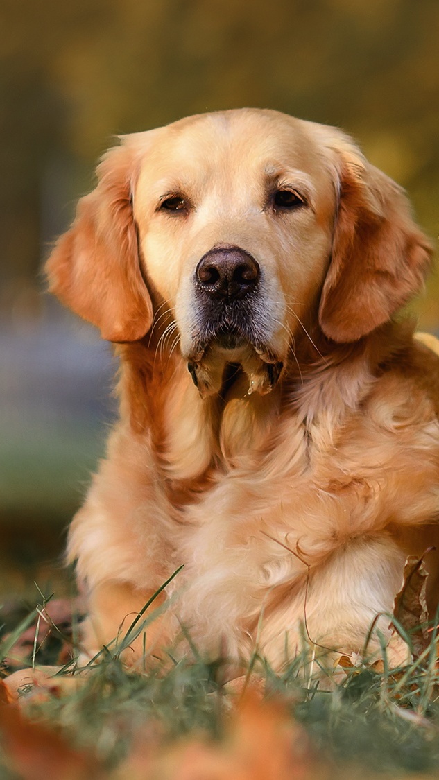 Golden retriever leżący na trawie