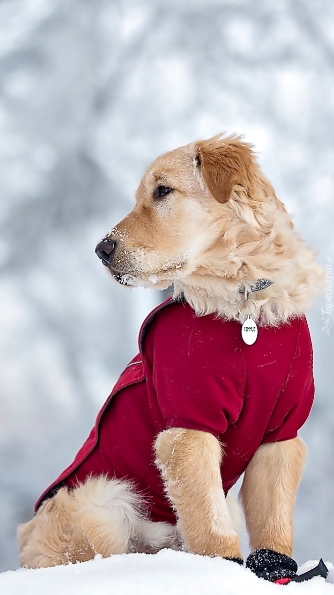 Golden retriever na śniegu w czerwonym ubranku