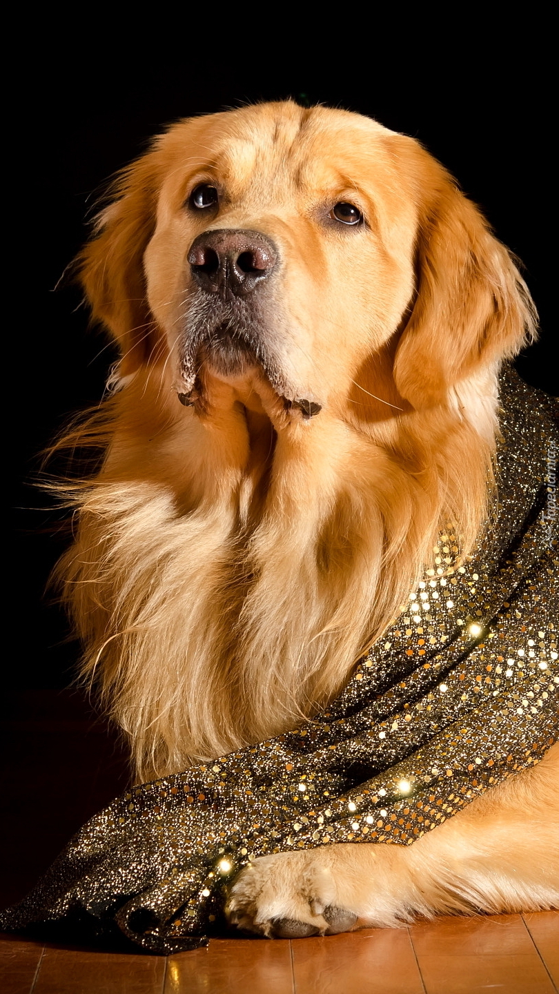 Golden retriever z chustą