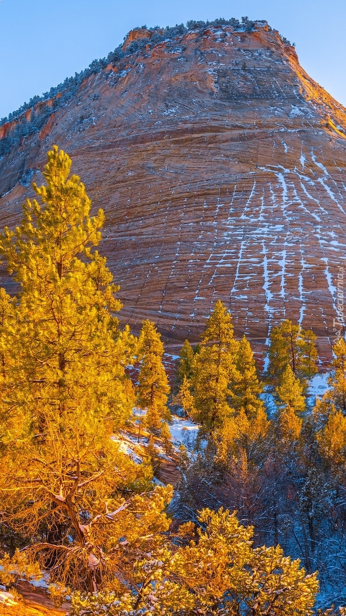 Góra Checkerboard Mesa i jesienne drzewa