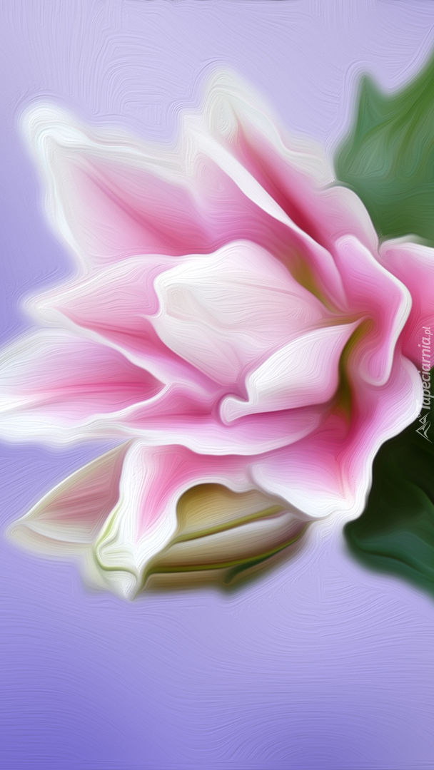 Graficzna lilia biało-różowa