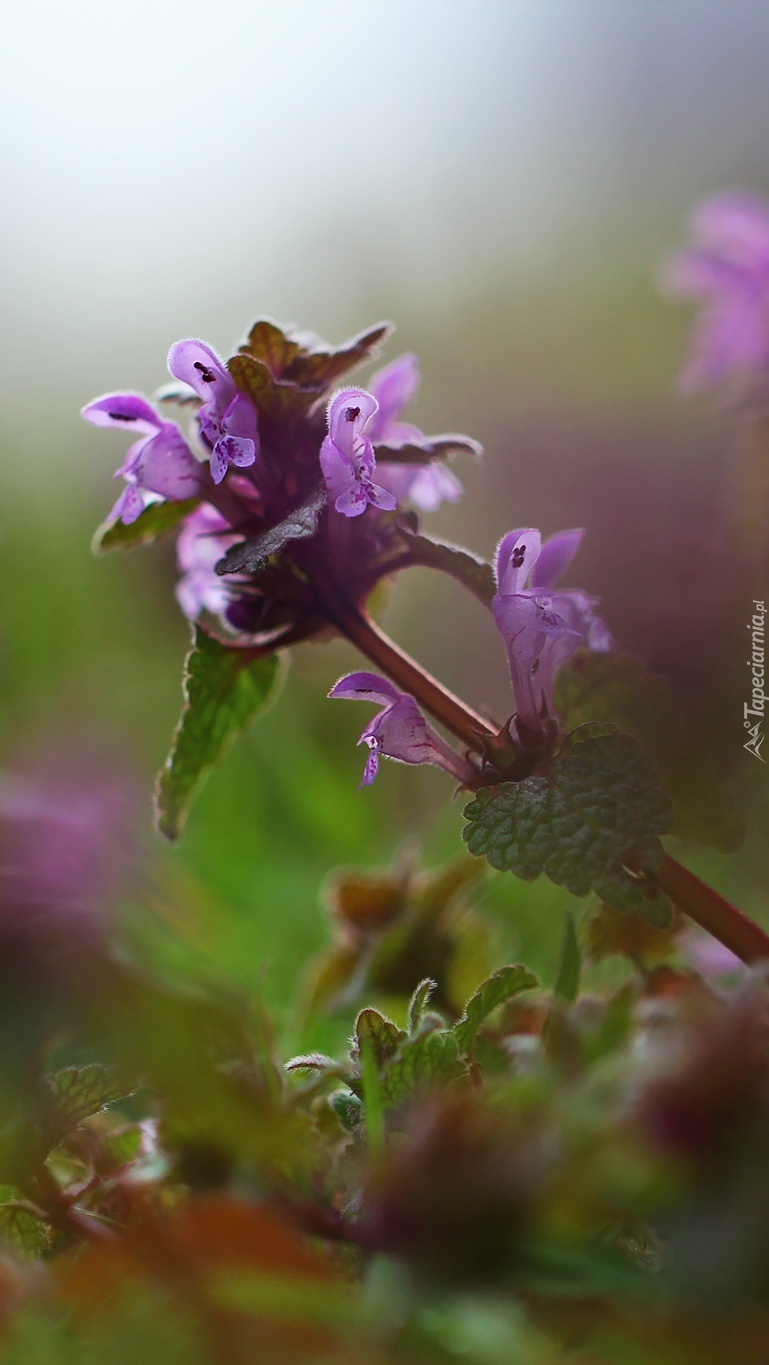 Jasnota purpurowa