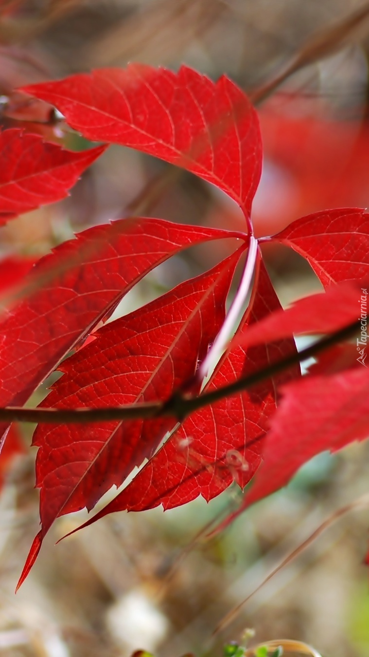 Jesienne czerwone liście na gałązce