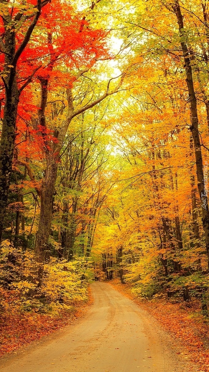 Jesienny klimat w lesie