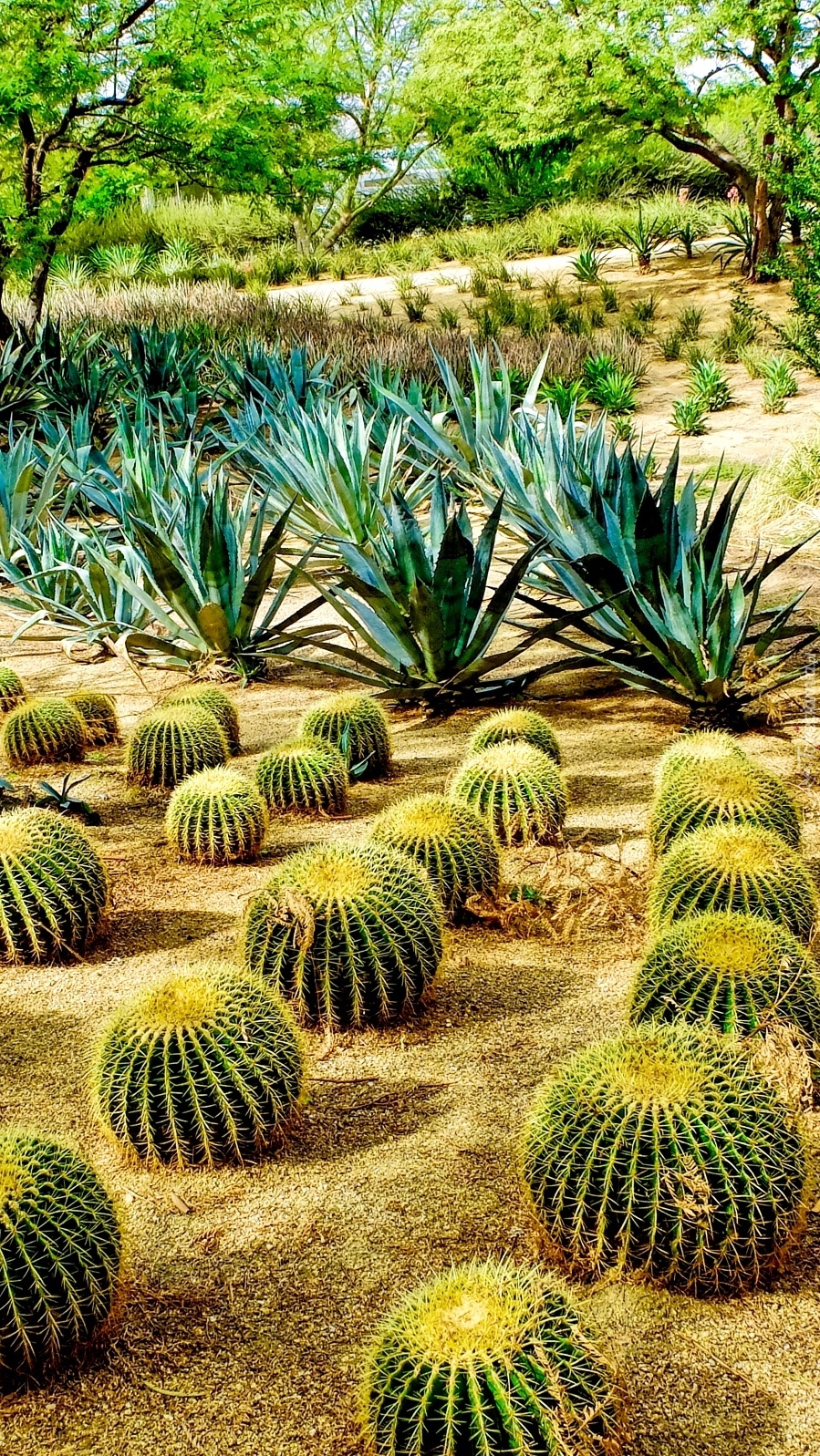 Kaktusy w parku
