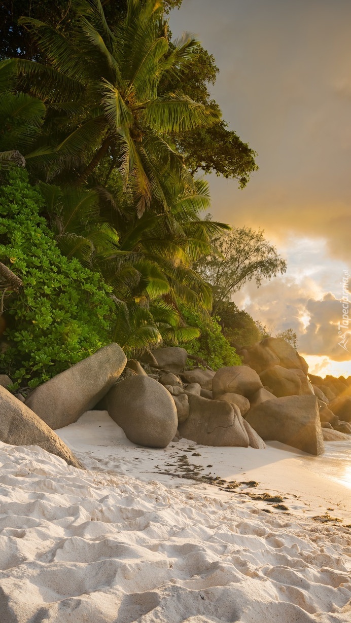 Kamienie na plaży pod palmami