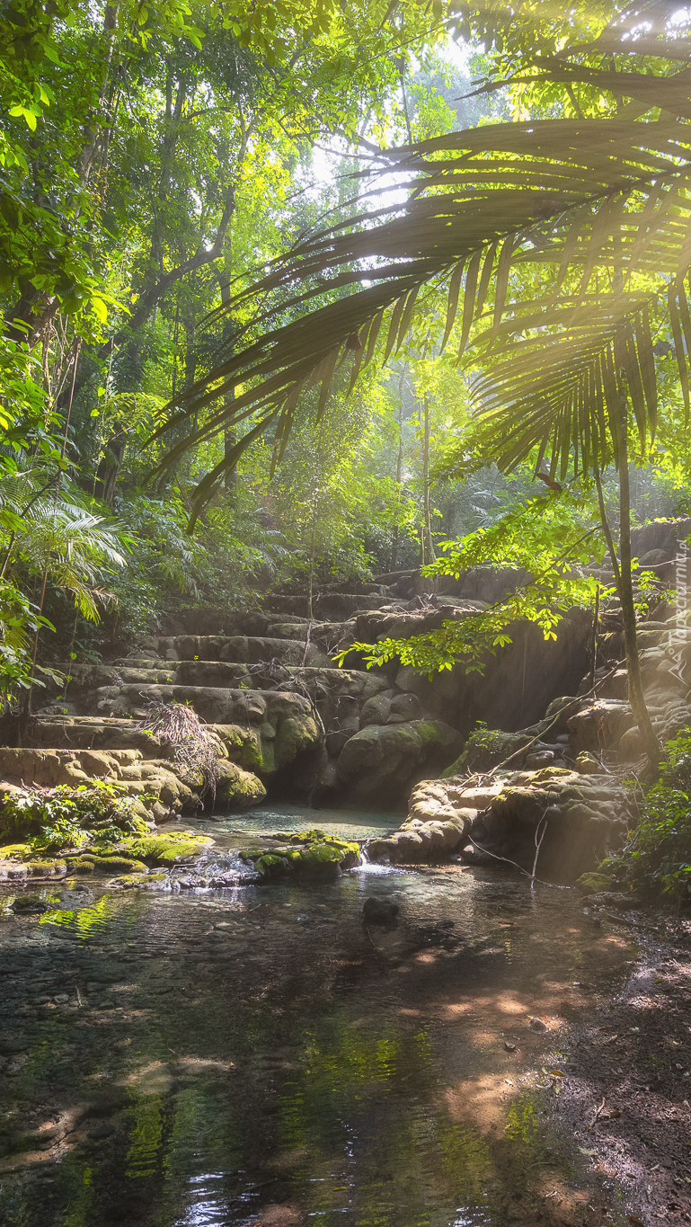 Kamienne schody w dżungli