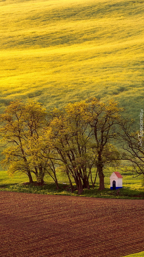 Kapliczka pod drzewami na polach uprawnych