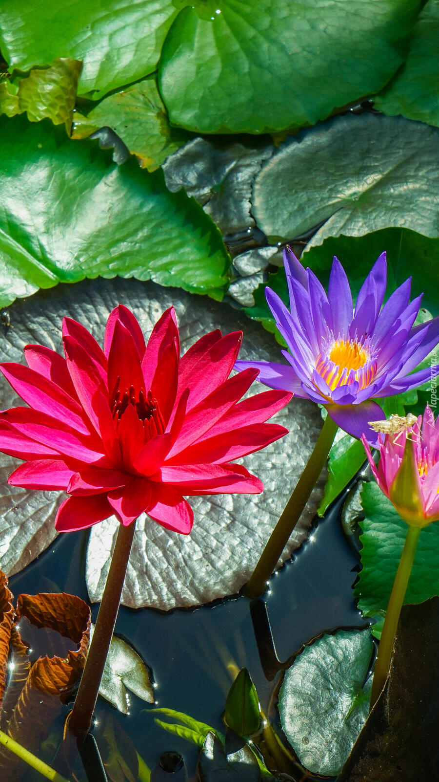 Kolorowe lilie wodne