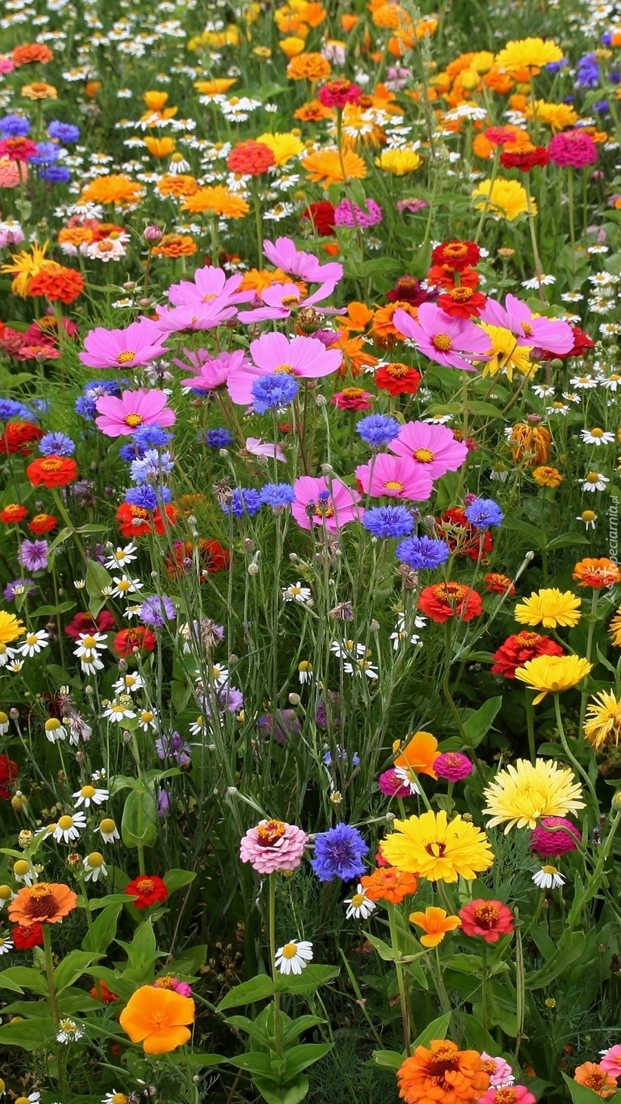 Kolorowe polne kwiaty na łące
