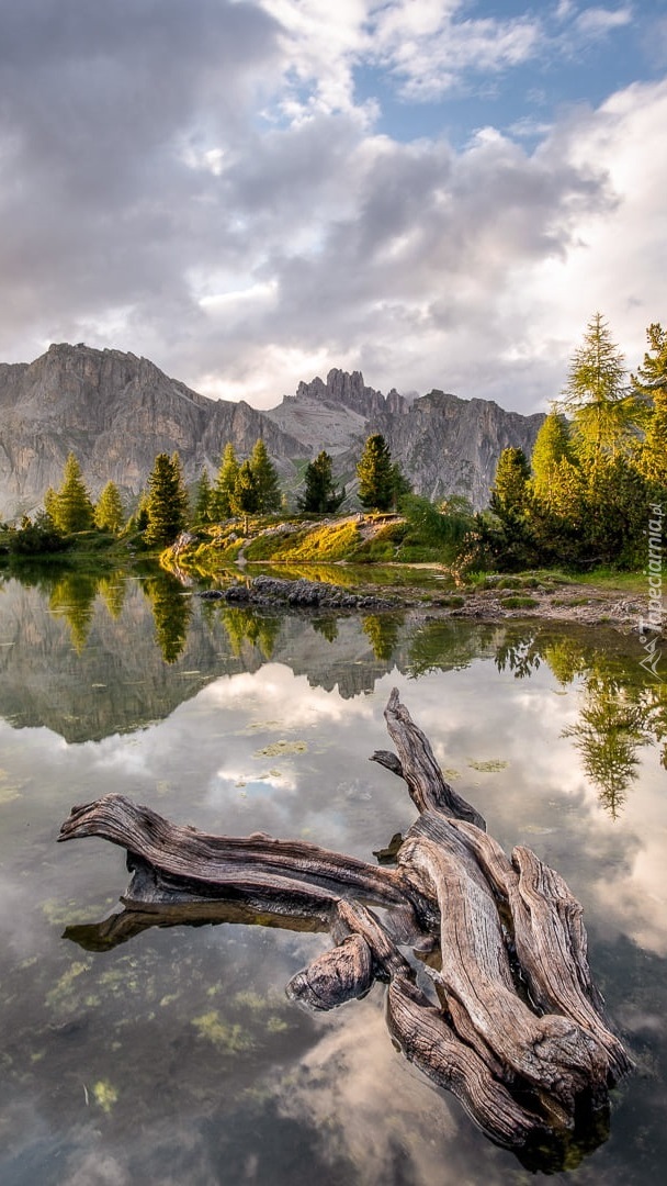 Konar w jeziorze Lago Limides