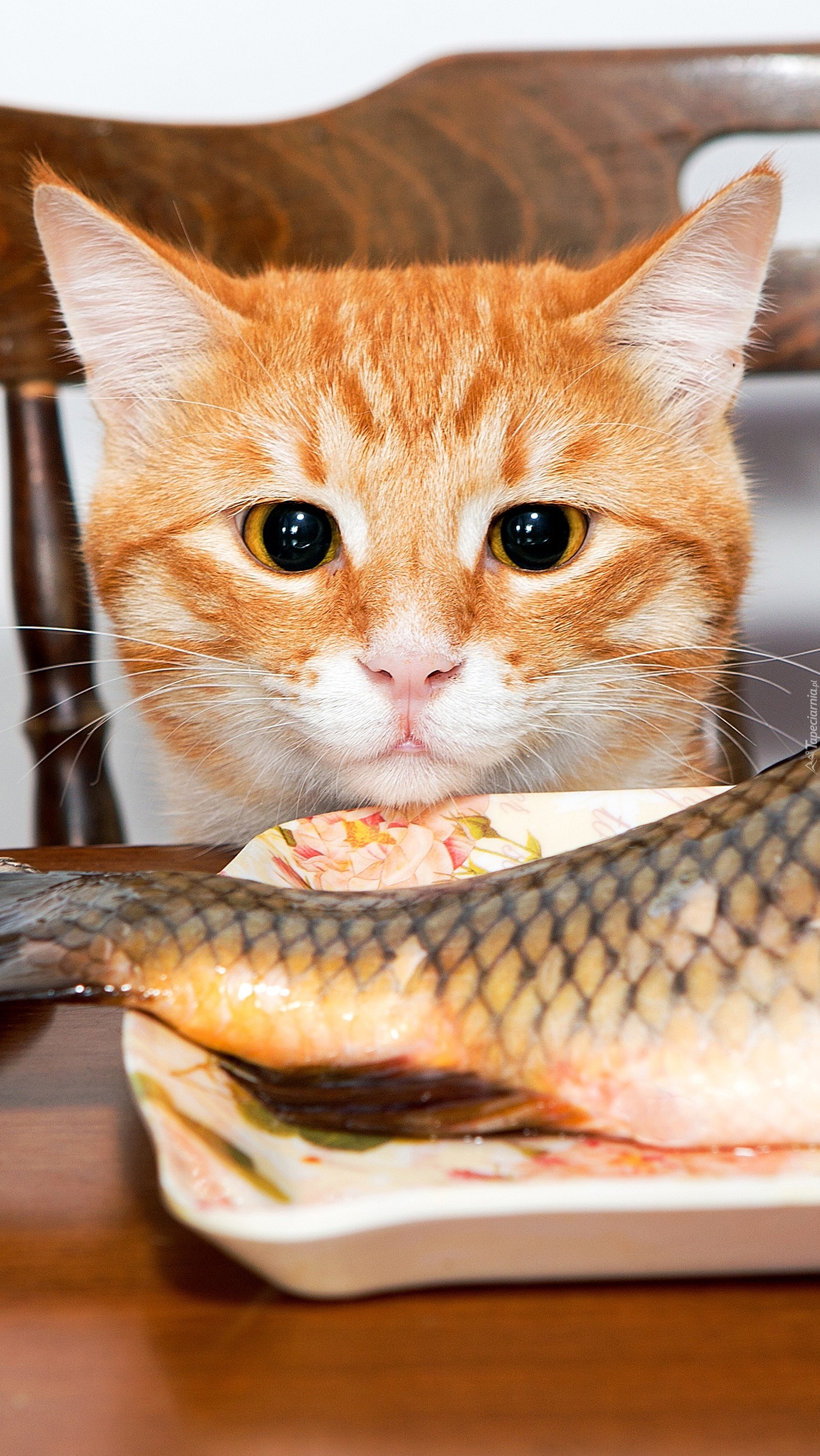 Kot patrzący na rybę