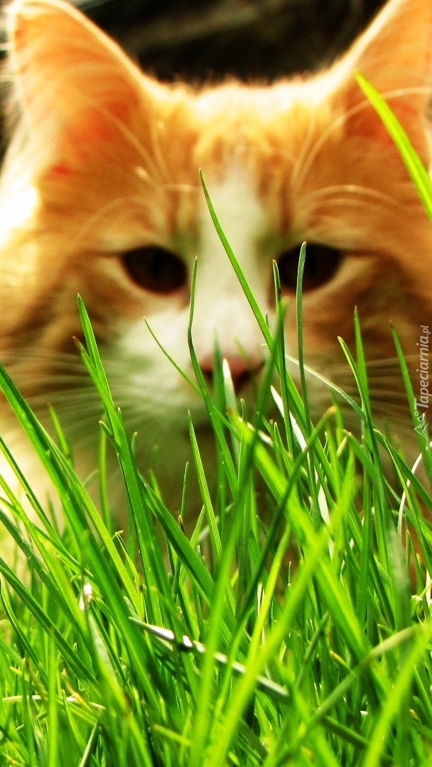 Kotek norweski w trawie