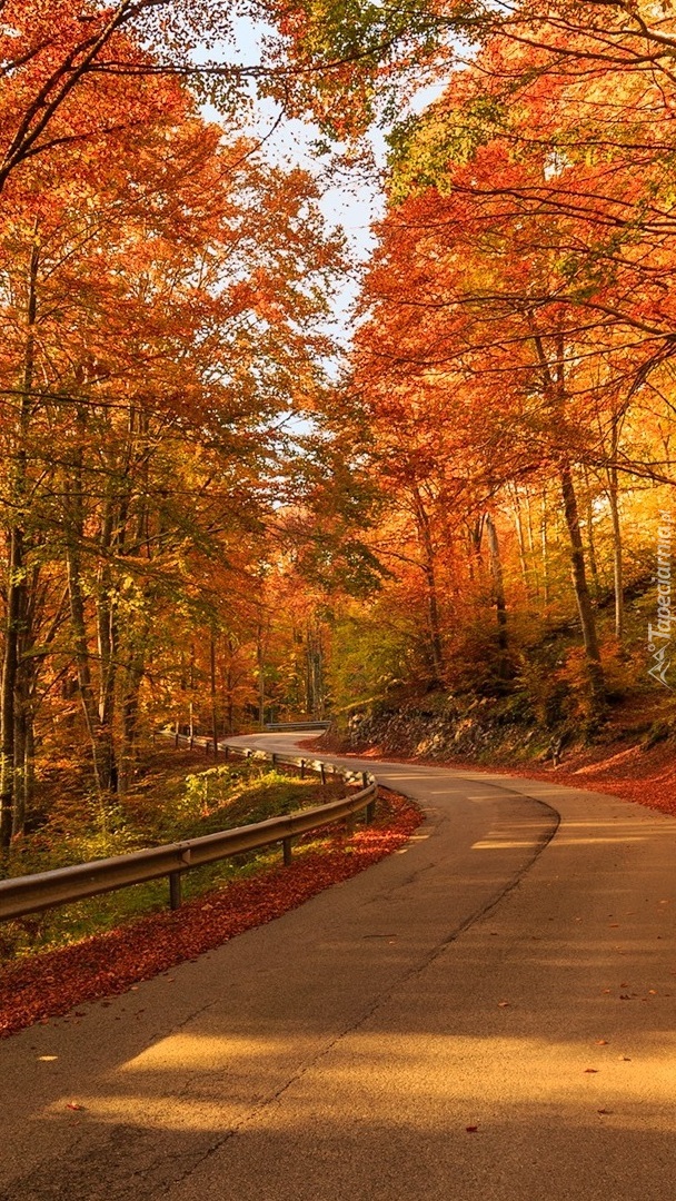 Kręta droga w jesiennym lesie