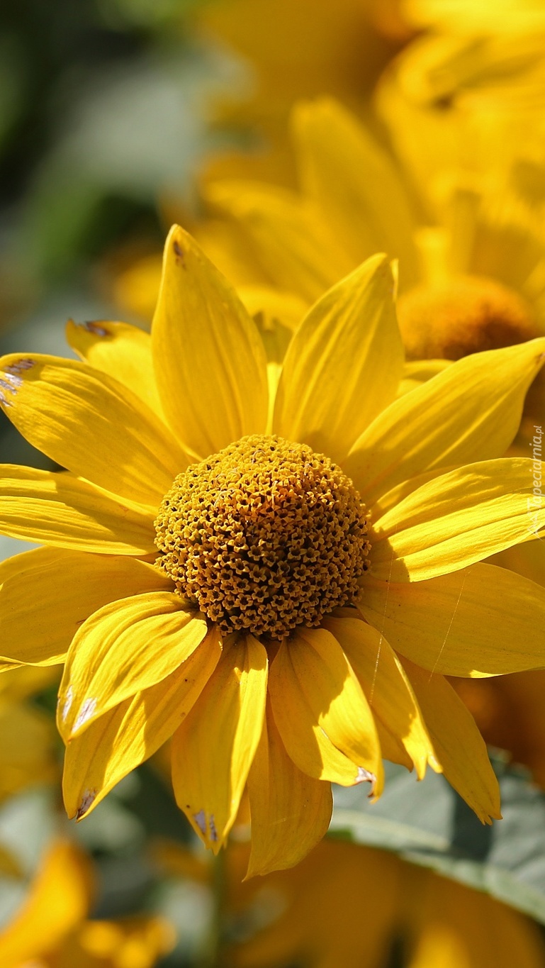 Kwiat żółtej rudbekii