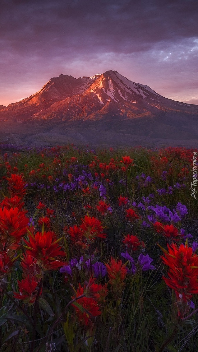 Kwiaty castilleji na tle wulkanu Mount St Helens