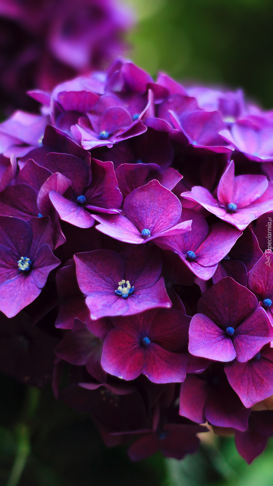 Kwiaty fioletowej hortensji