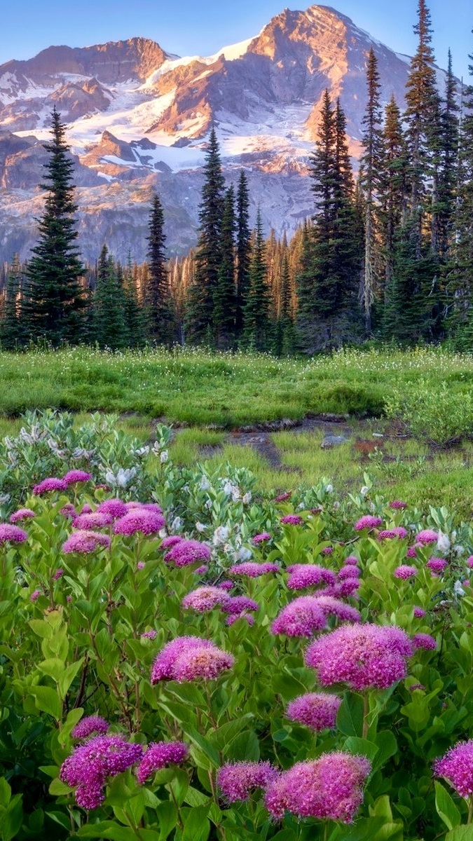 Kwiaty i drzewa na tle gór Mount Rainier