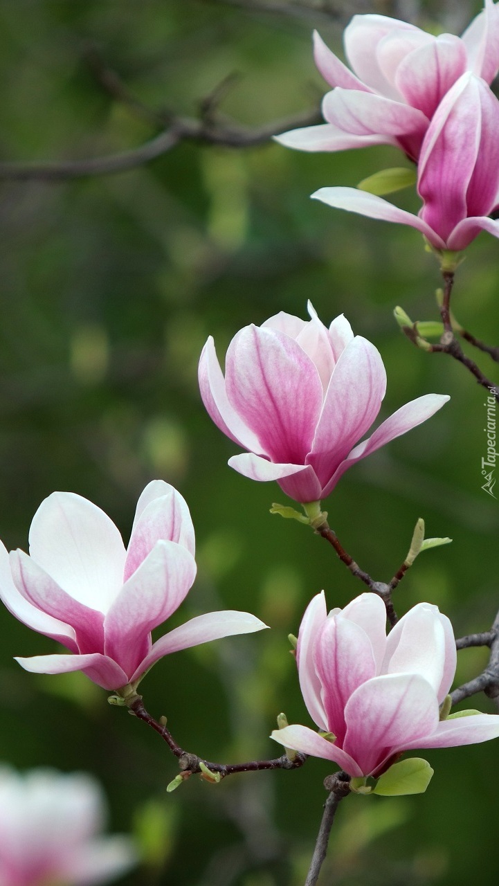 Kwiaty magnoli na gałązkach