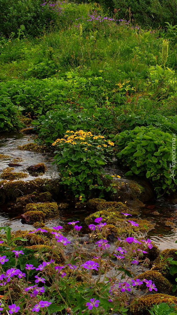 Kwiaty przy kamienistym potoku