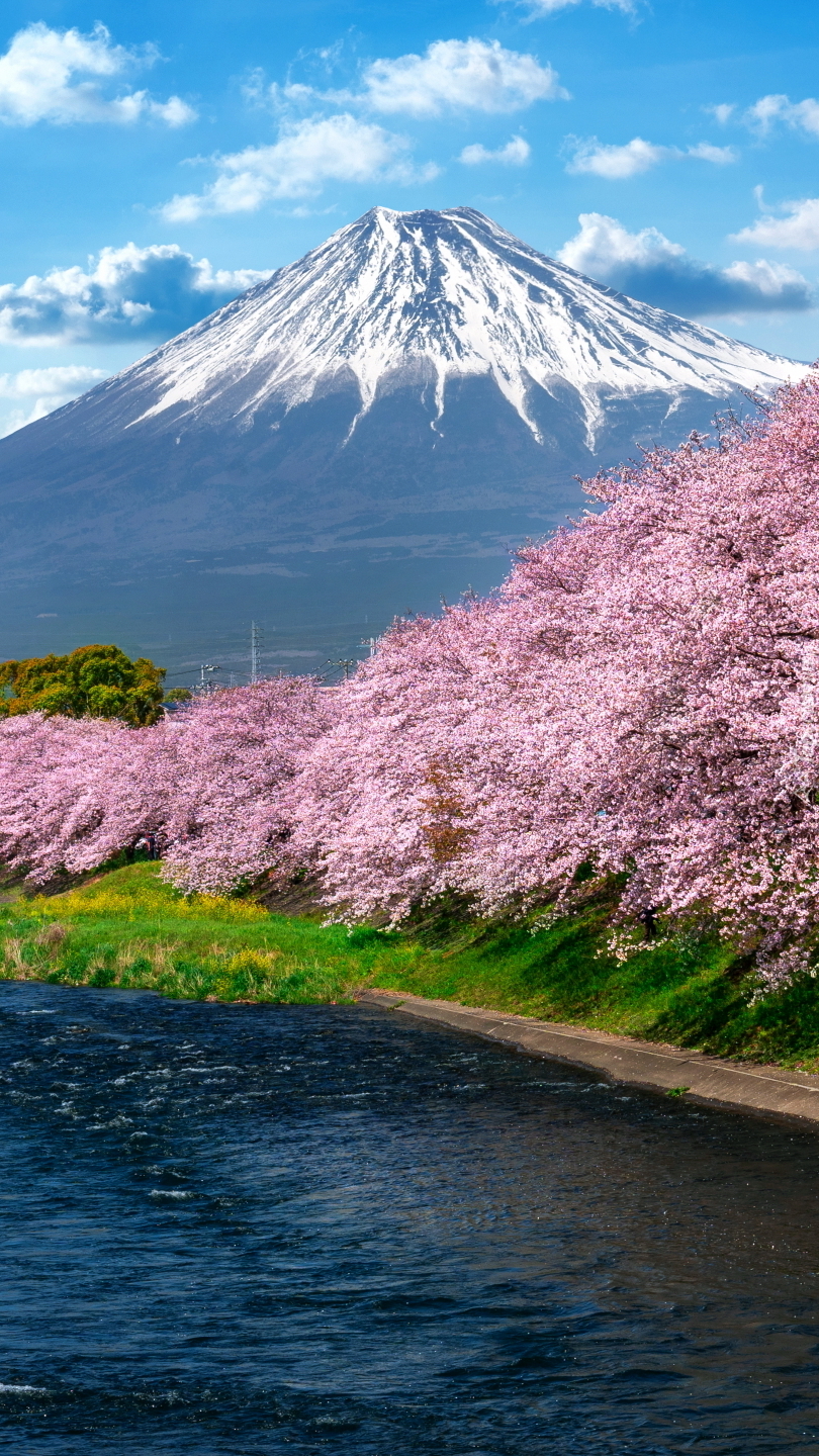 Kwitnące drzewa wiśni japońskiej i góra Fudżi