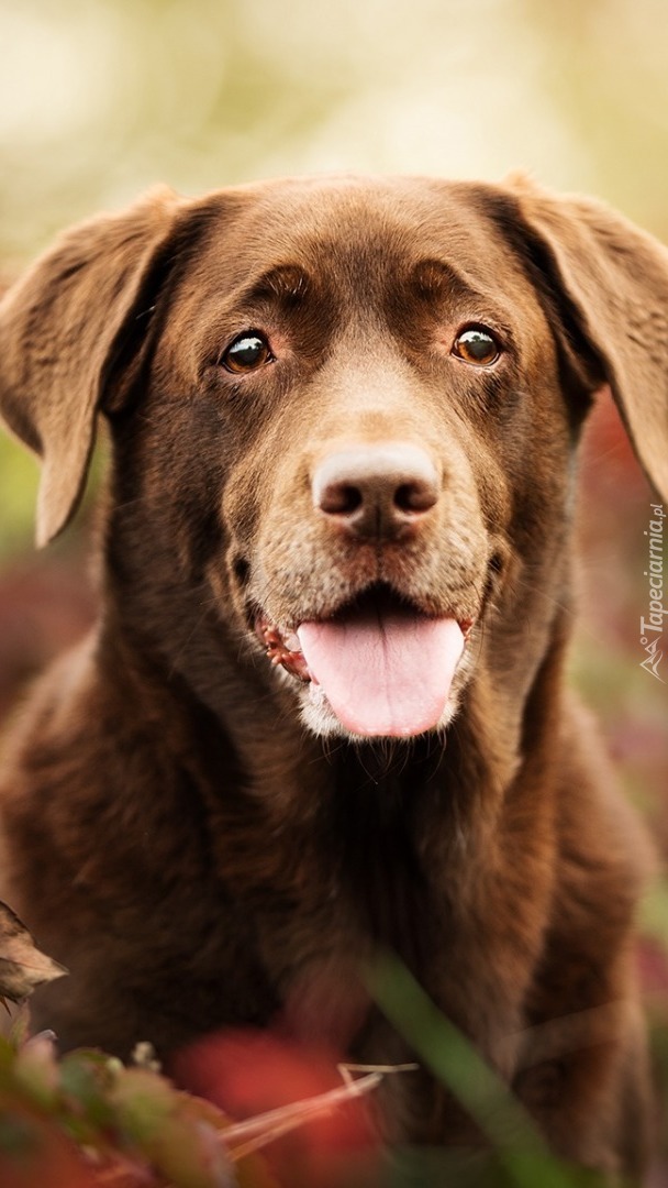 Labrador retriever o smutnym spojrzeniu