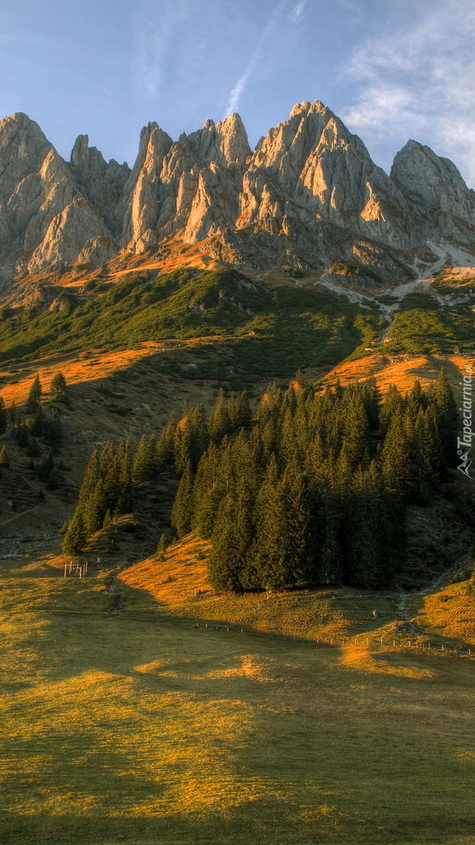 Las na tle Alp Salzburskich