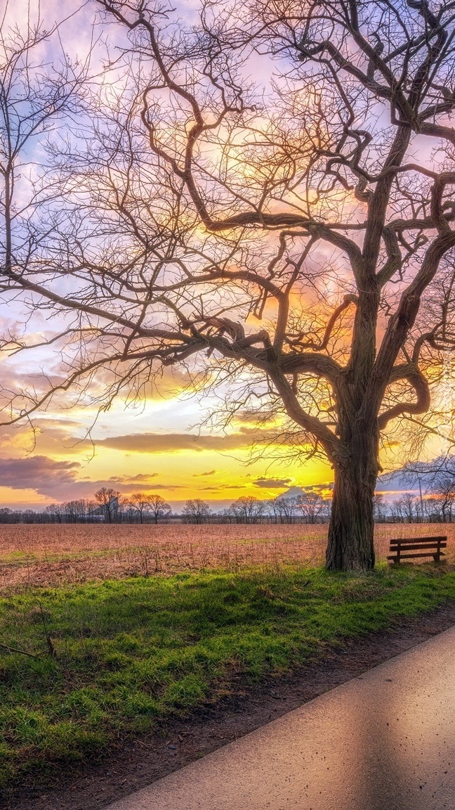Ławka pod drzewem o wschodzie słońca