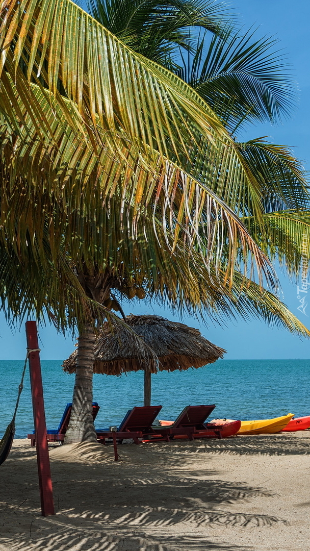Leżaki pod palmami na plaży