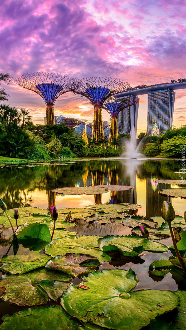 Lilie wodne w ogrodzie Gardens by the Bay w Singapurze