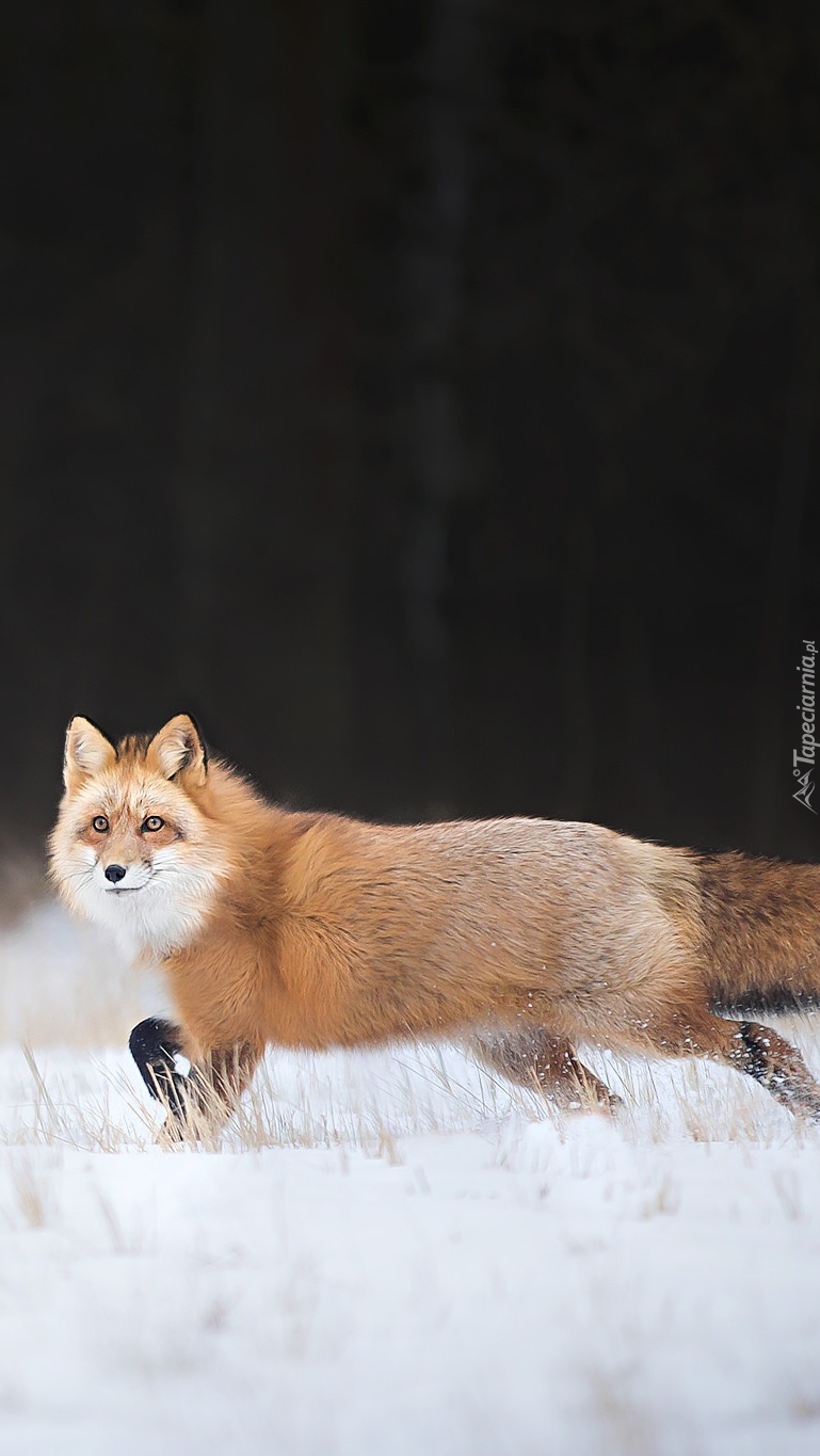 Lis na zimowym spacerze