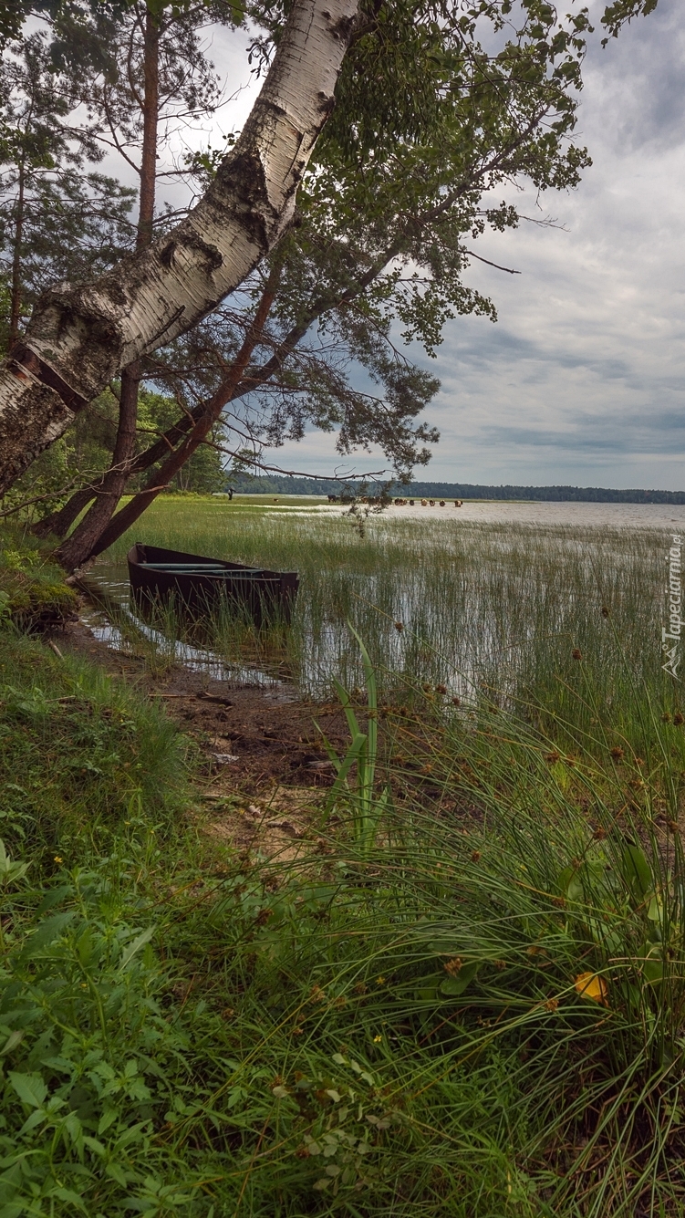 Łódka pod brzozą na brzegu jeziora