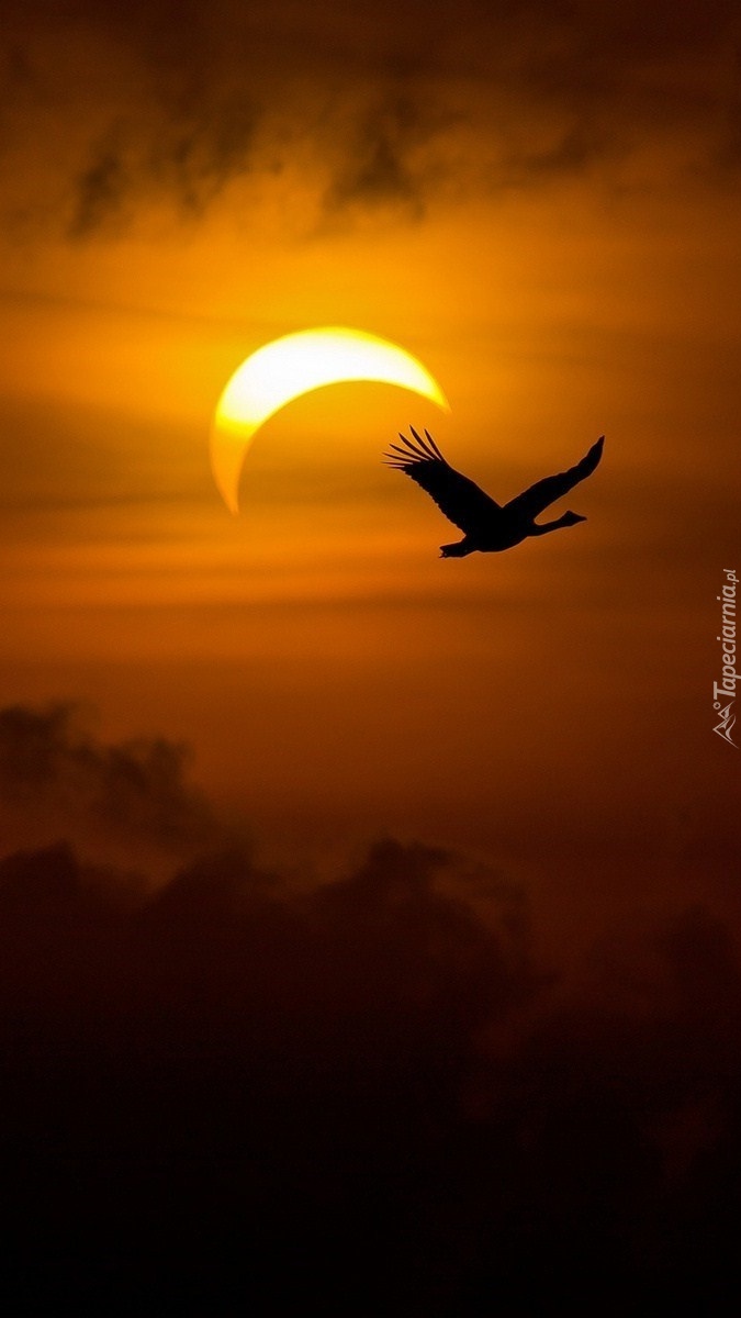 Lot ptaka o zachodzie słońca