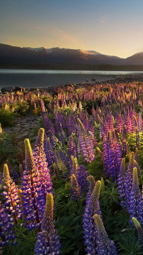 Łubiny nad jeziorem Tekapo