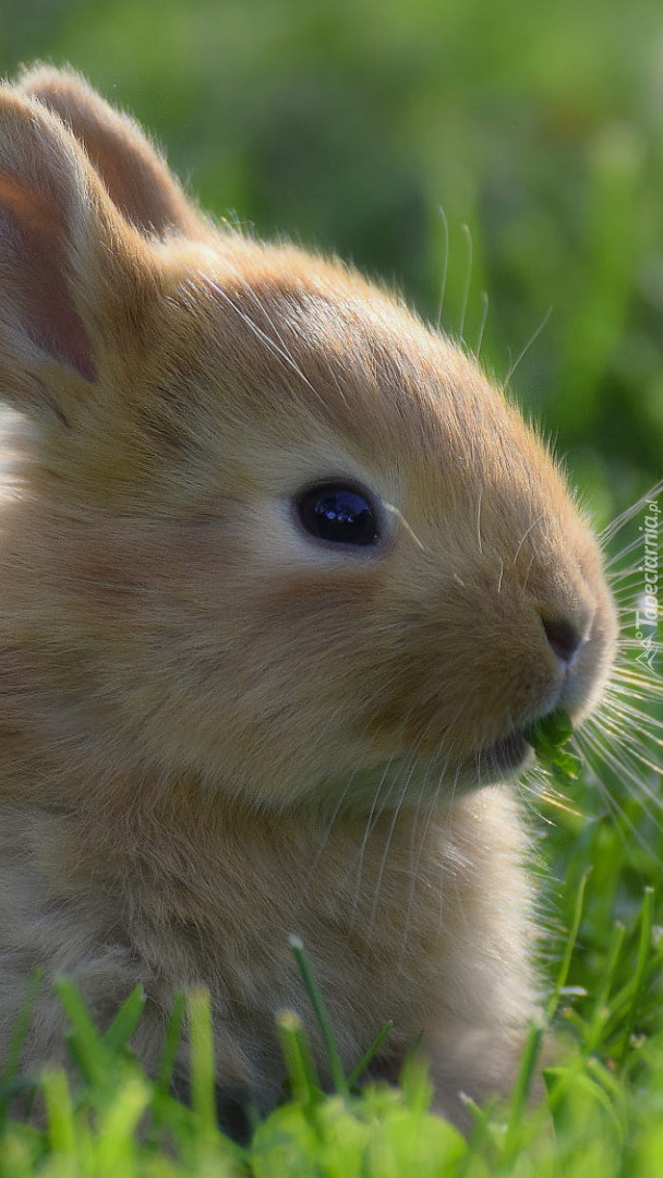 Mały królik w trawie