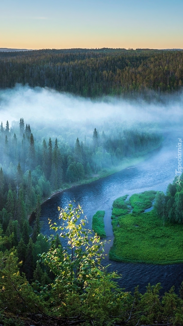 Mgła nad lasem i rzeką Kitkajoki
