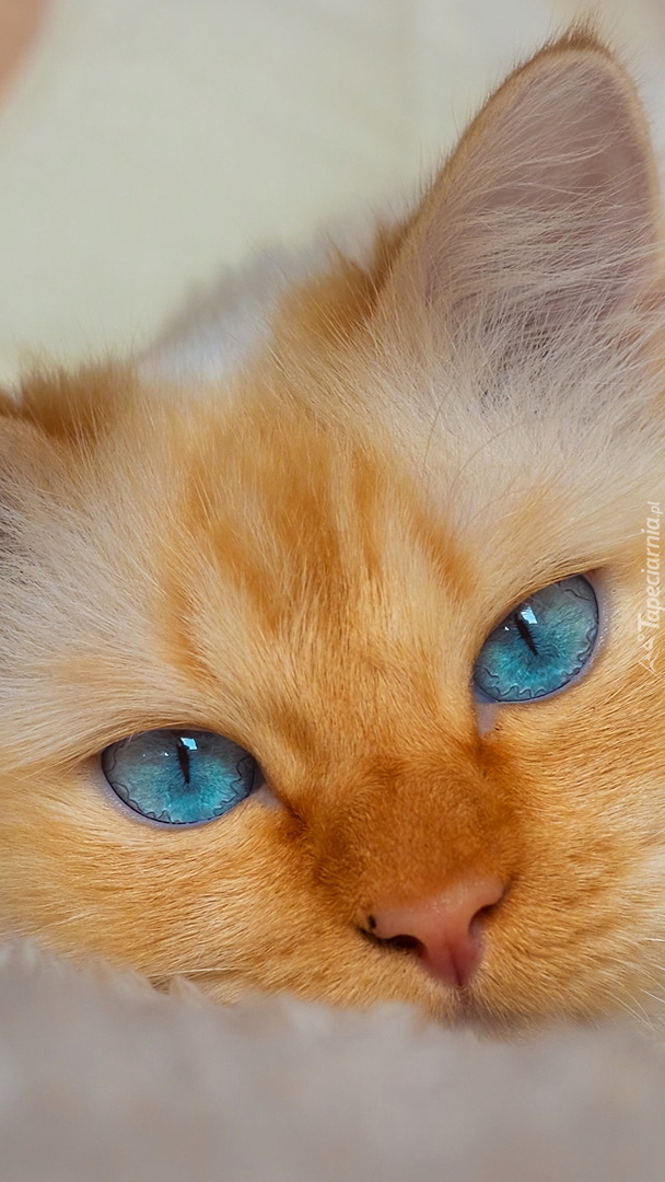 Mordka rudego niebieskookiego kota