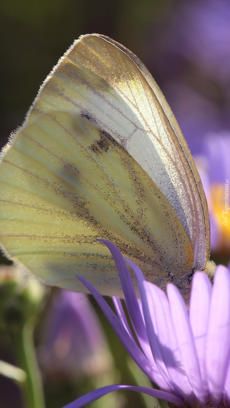 Motyl bielinek w astrach