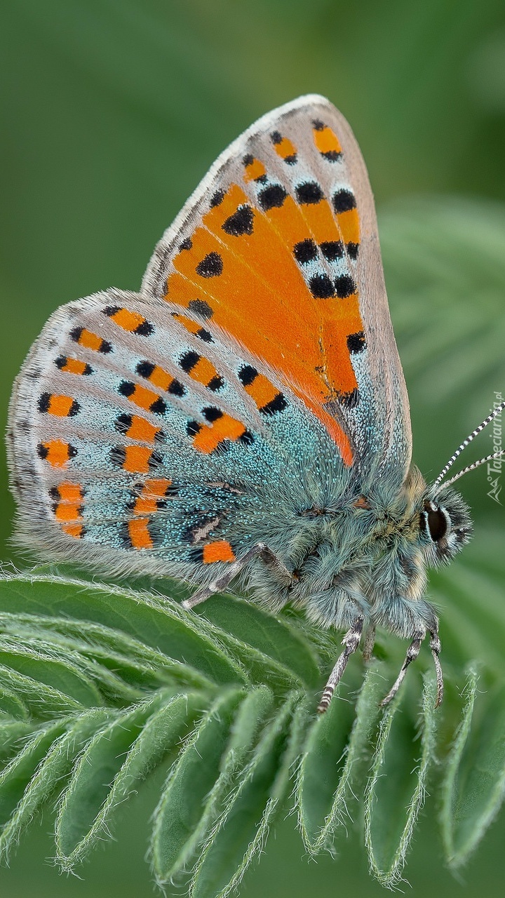 Motyl na liściu