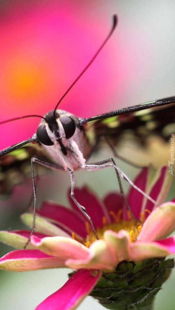 Motyl na różowym kwiatku